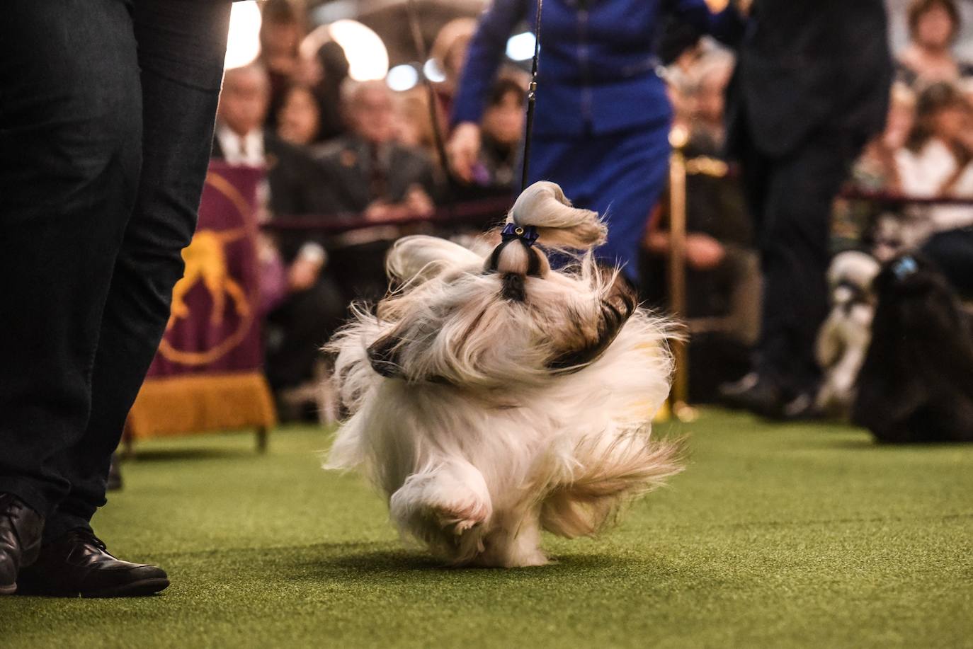 Un caniche llamado Shiba ha sido coronado 'Best in Show'' (el mejor perro) en el concurso anual Westminster Kennel ClubDog Show celebrado esta semana en Nueva York.