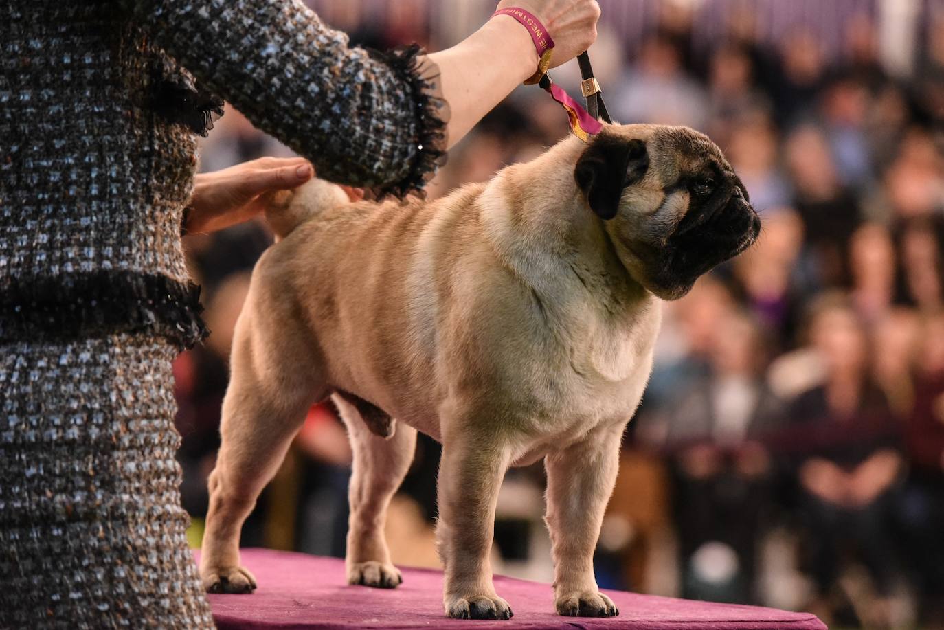 Un caniche llamado Shiba ha sido coronado 'Best in Show'' (el mejor perro) en el concurso anual Westminster Kennel ClubDog Show celebrado esta semana en Nueva York.