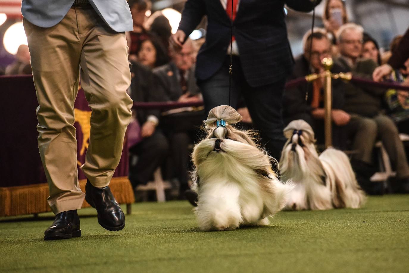 Un caniche llamado Shiba ha sido coronado 'Best in Show'' (el mejor perro) en el concurso anual Westminster Kennel ClubDog Show celebrado esta semana en Nueva York.