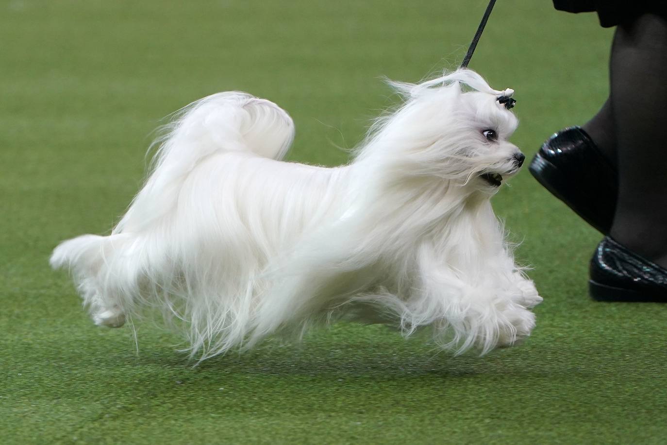 Un caniche llamado Shiba ha sido coronado 'Best in Show'' (el mejor perro) en el concurso anual Westminster Kennel ClubDog Show celebrado esta semana en Nueva York.