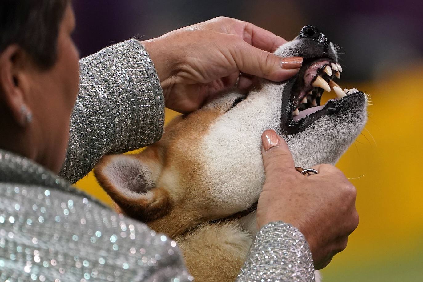 Un caniche llamado Shiba ha sido coronado 'Best in Show'' (el mejor perro) en el concurso anual Westminster Kennel ClubDog Show celebrado esta semana en Nueva York.