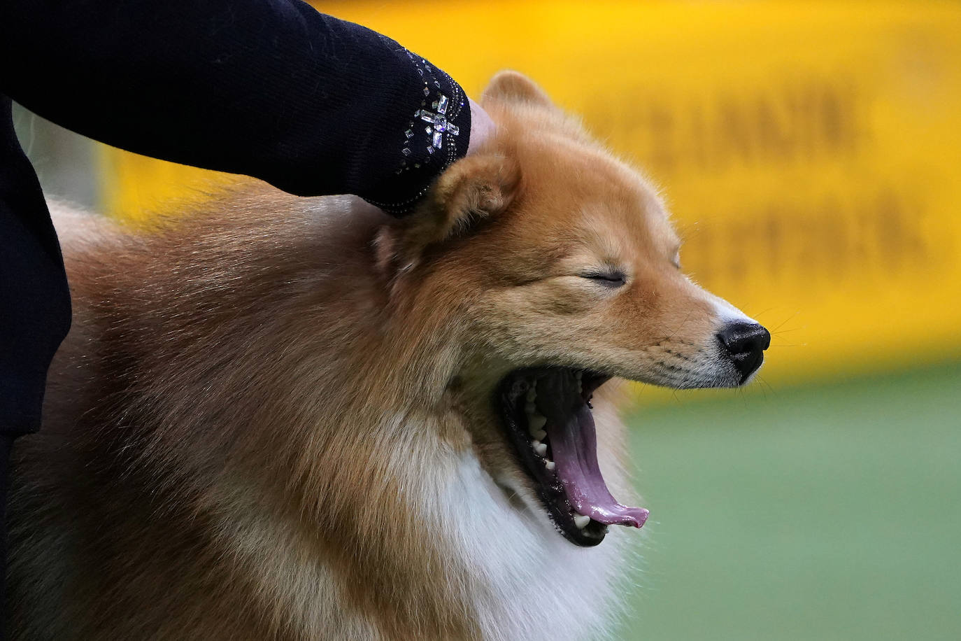 Un caniche llamado Shiba ha sido coronado 'Best in Show'' (el mejor perro) en el concurso anual Westminster Kennel ClubDog Show celebrado esta semana en Nueva York.