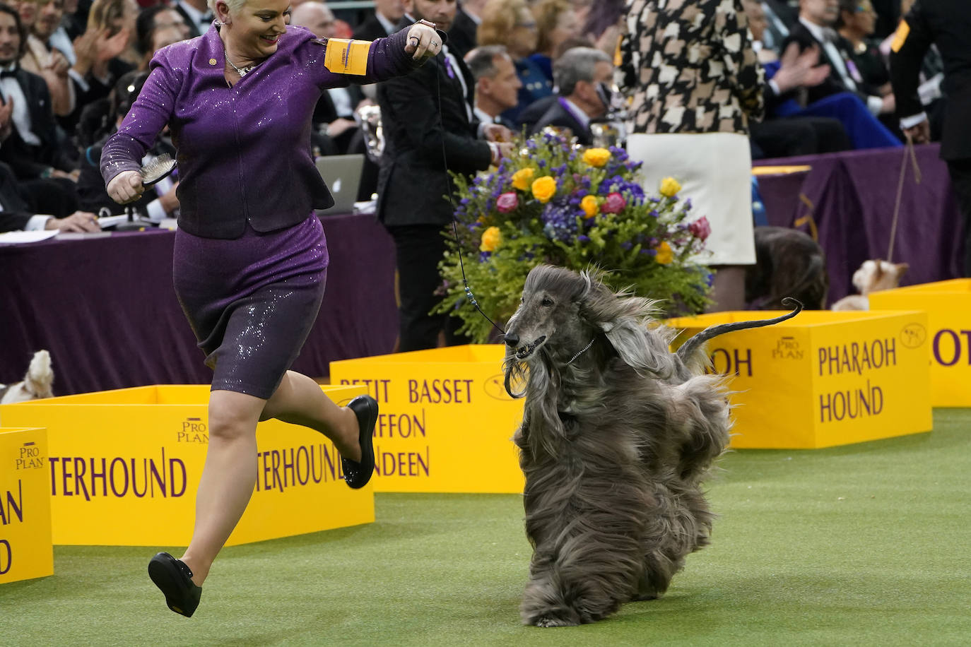 Un caniche llamado Shiba ha sido coronado 'Best in Show'' (el mejor perro) en el concurso anual Westminster Kennel ClubDog Show celebrado esta semana en Nueva York.