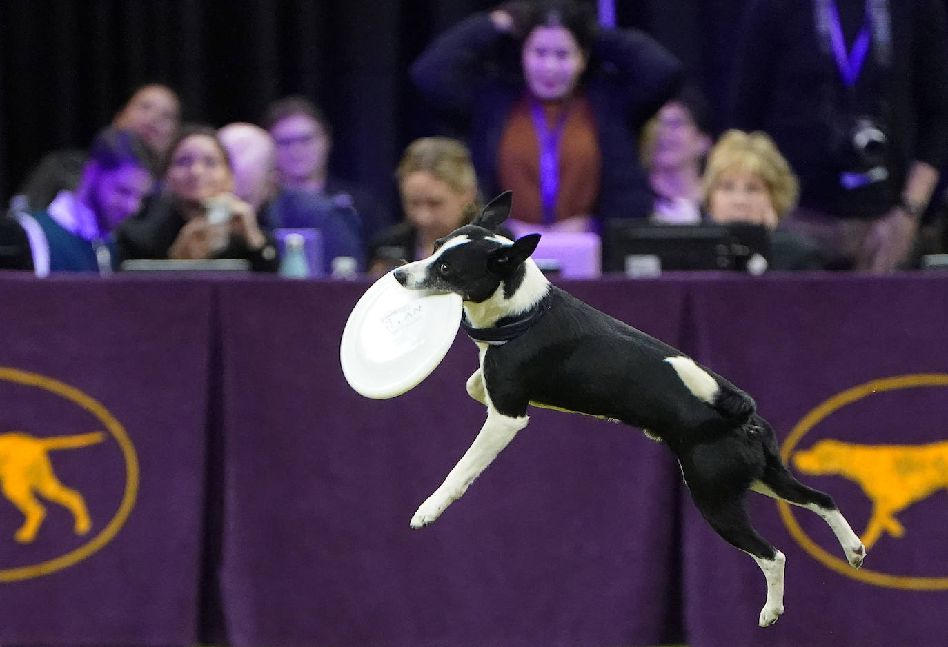 Un caniche llamado Shiba ha sido coronado 'Best in Show'' (el mejor perro) en el concurso anual Westminster Kennel ClubDog Show celebrado esta semana en Nueva York.