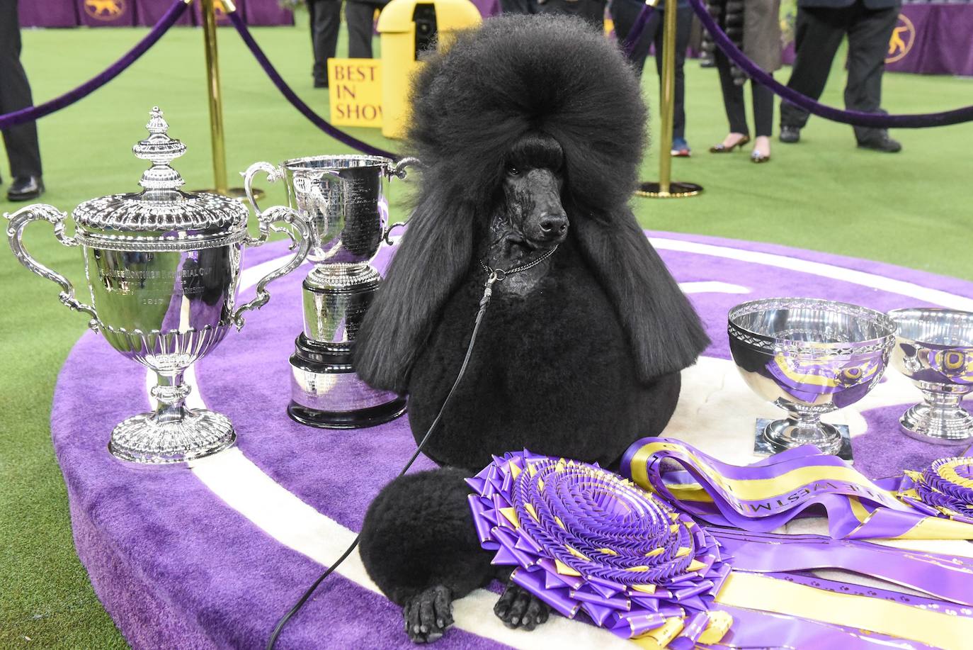 Un caniche llamado Shiba ha sido coronado 'Best in Show'' (el mejor perro) en el concurso anual Westminster Kennel ClubDog Show celebrado esta semana en Nueva York.