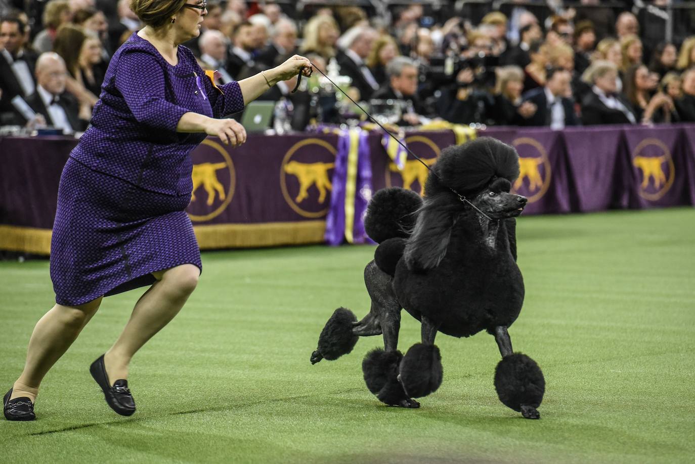 Un caniche llamado Shiba ha sido coronado 'Best in Show'' (el mejor perro) en el concurso anual Westminster Kennel ClubDog Show celebrado esta semana en Nueva York.