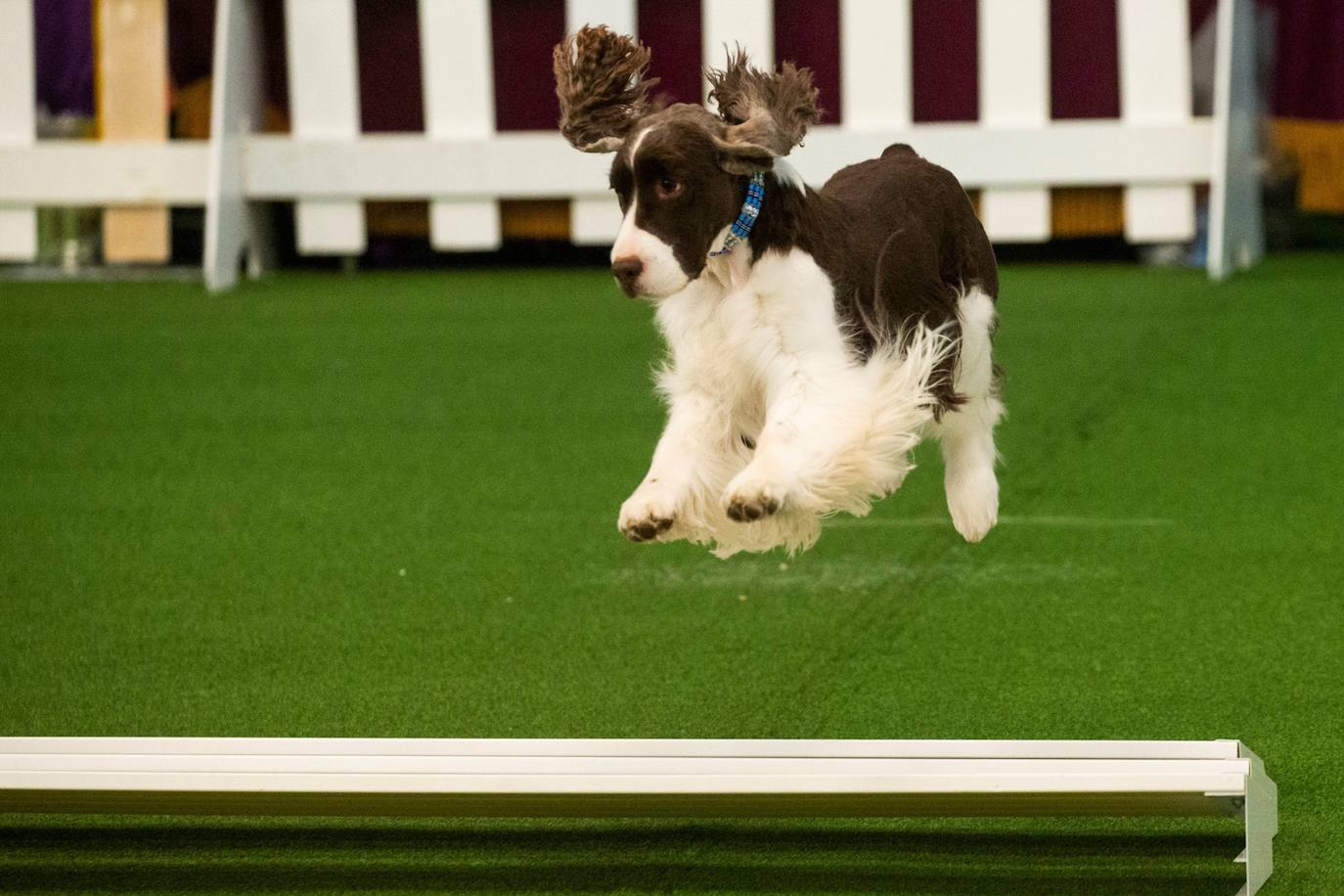 Un caniche llamado Shiba ha sido coronado 'Best in Show'' (el mejor perro) en el concurso anual Westminster Kennel ClubDog Show celebrado esta semana en Nueva York. 