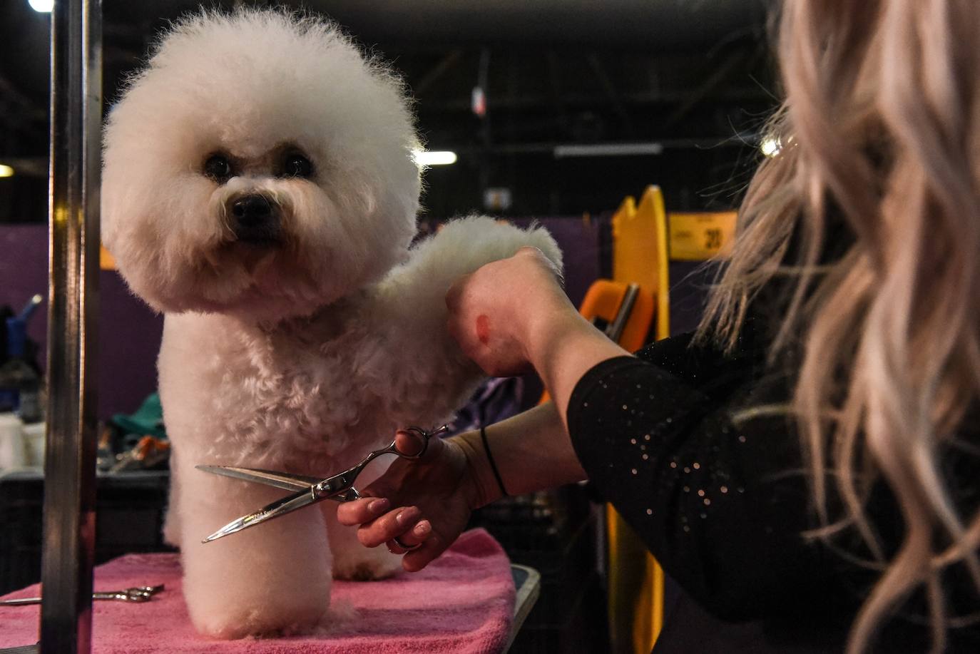 Un caniche llamado Shiba ha sido coronado 'Best in Show'' (el mejor perro) en el concurso anual Westminster Kennel ClubDog Show celebrado esta semana en Nueva York. 