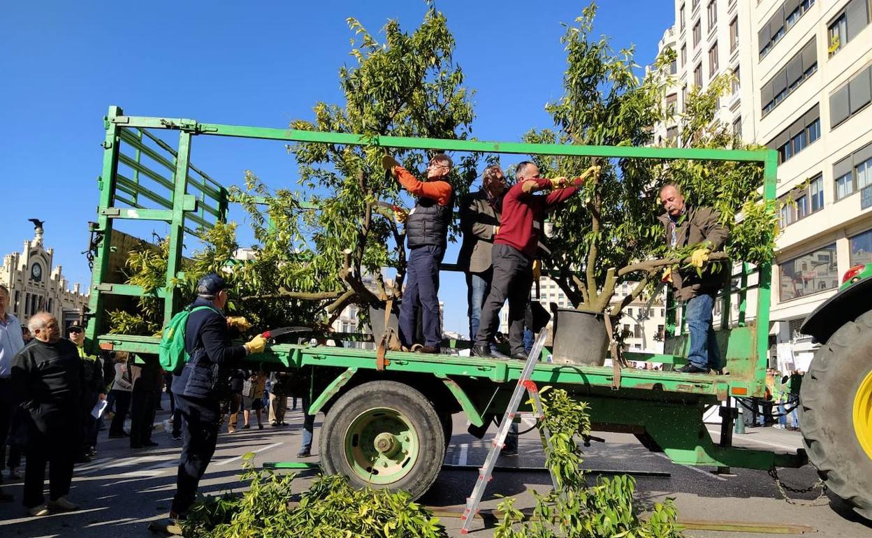 Los dirigentes de las organizaciones agrarias de la Comunitat sierran naranjos frente a la plaza de toros de Valencia. 