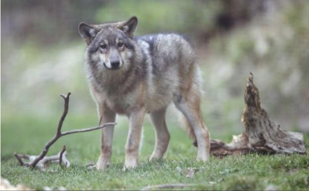 Un lobo en el bosque