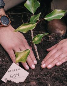 Imagen secundaria 2 - Arriba: Uno de los talleres de las Academias de niños de Plant for the Planet. Izquierda: Niños plantando un árbol en el marco de la iniciativa 'La Gran Bellotada'. Derecha: Uno de los árboles plantados por One Oak con el nombre de Gonzalo.