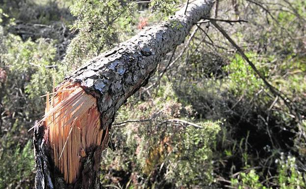 Un árbol partido en el mismo paraje natural golpeado por 'Gloria'.