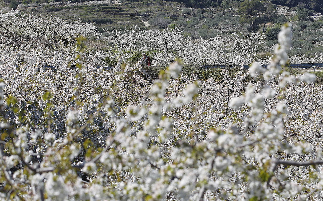 La Vall de Gallinera, en la comarca alicantina de la Marina Alta, se ha aupado al primer puesto en el ranking de los mejores cerezos en flor de España, según la revista de viajes Condé Nast Traveler. Por detrás, en el segundo lugar se ha situado Alfarnate, en Málaga; el tercero puesto ha sido para el Valle del Jerte, en Cáceres; el cuarto, El Hornillo en Ávila; y, el quinto puesto le corresponde al Valle de las Caderechas en Burgos.