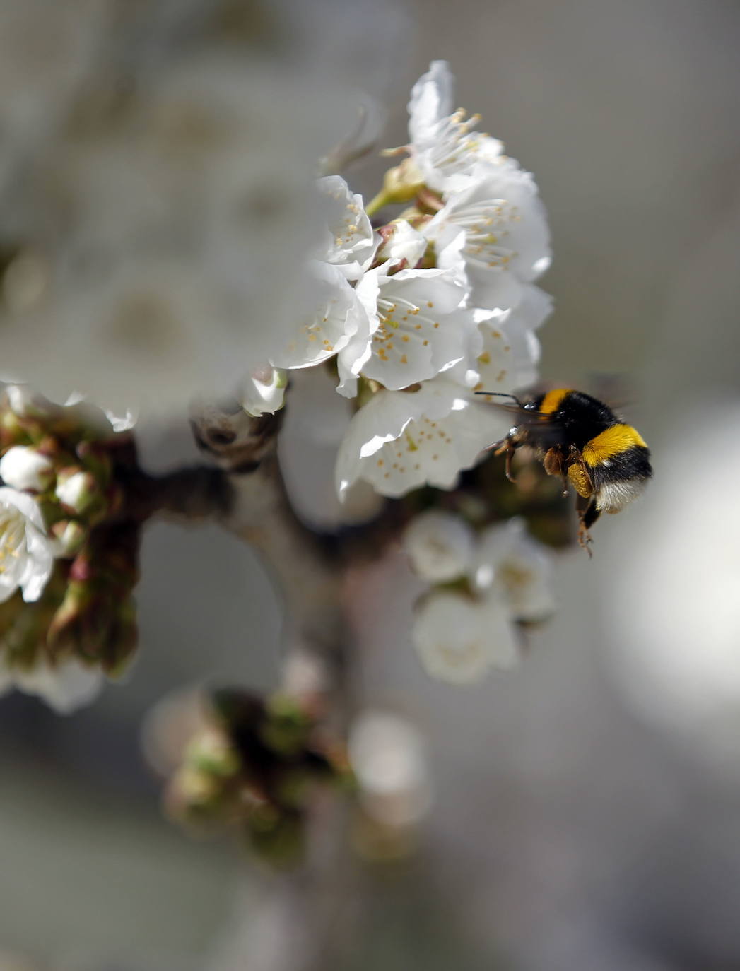 La Vall de Gallinera, en la comarca alicantina de la Marina Alta, se ha aupado al primer puesto en el ranking de los mejores cerezos en flor de España, según la revista de viajes Condé Nast Traveler. Por detrás, en el segundo lugar se ha situado Alfarnate, en Málaga; el tercero puesto ha sido para el Valle del Jerte, en Cáceres; el cuarto, El Hornillo en Ávila; y, el quinto puesto le corresponde al Valle de las Caderechas en Burgos.