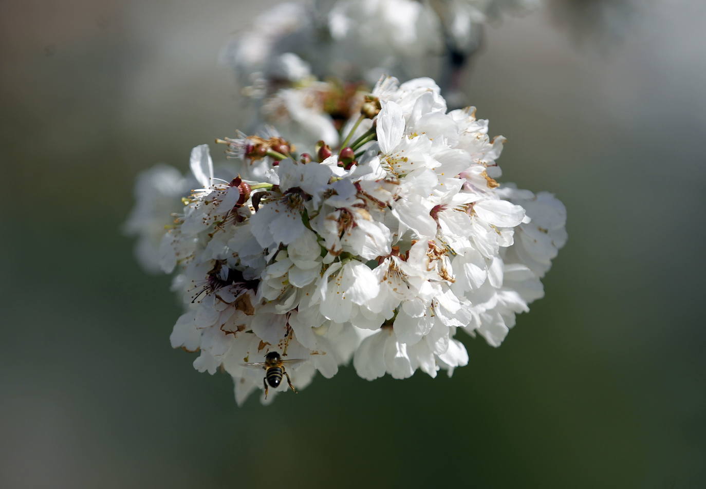 La Vall de Gallinera, en la comarca alicantina de la Marina Alta, se ha aupado al primer puesto en el ranking de los mejores cerezos en flor de España, según la revista de viajes Condé Nast Traveler. Por detrás, en el segundo lugar se ha situado Alfarnate, en Málaga; el tercero puesto ha sido para el Valle del Jerte, en Cáceres; el cuarto, El Hornillo en Ávila; y, el quinto puesto le corresponde al Valle de las Caderechas en Burgos.