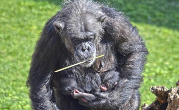 Bebés mellizos nacidos en el pasado aniversario del Bioparc.