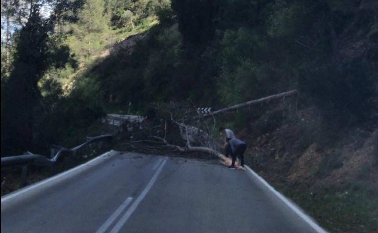 Dos conductores intentan retirar el pino que corta el tráfico en la carretera entre l'Atzúbia i la Vall de Gallinera. 