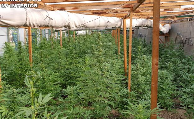 Golpe a una banda criminal dedicada al cultivo 'indoor' de marihuana en Sueca y Cheste