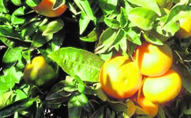 Nace Ribercamp, una cooperativa de fruta de segundo grado