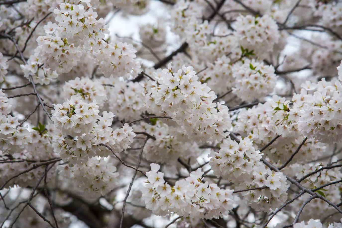 Japón, Alemania, Suecia y Estados Unidos, entre otros lugares del mundo, disfrutan ya de este maravilloso espectáculo natural que se da entre finales de marzo y principios de abril.