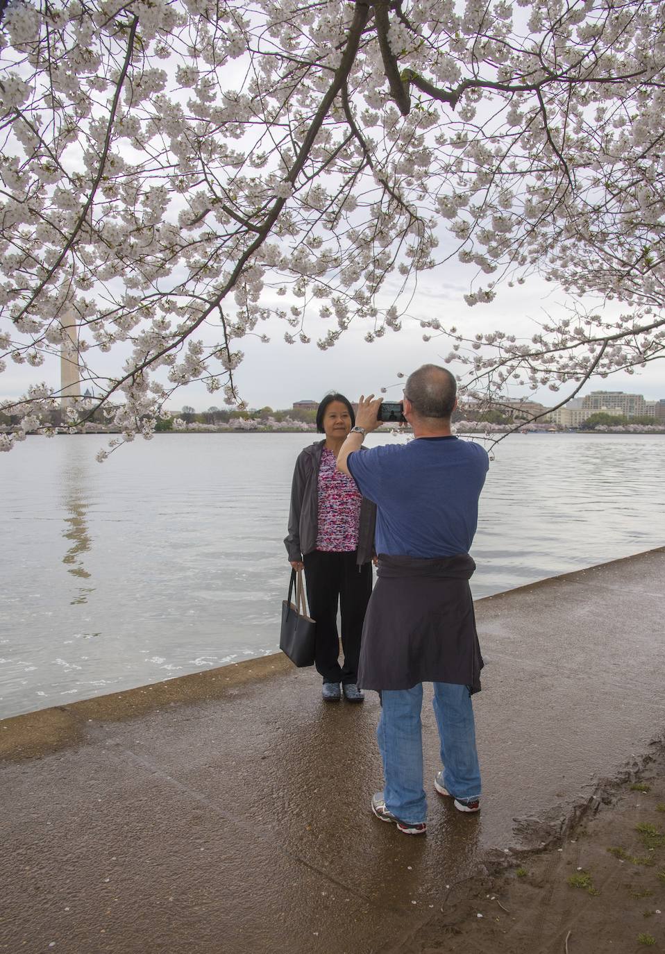 Japón, Alemania, Suecia y Estados Unidos, entre otros lugares del mundo, disfrutan ya de este maravilloso espectáculo natural que se da entre finales de marzo y principios de abril.