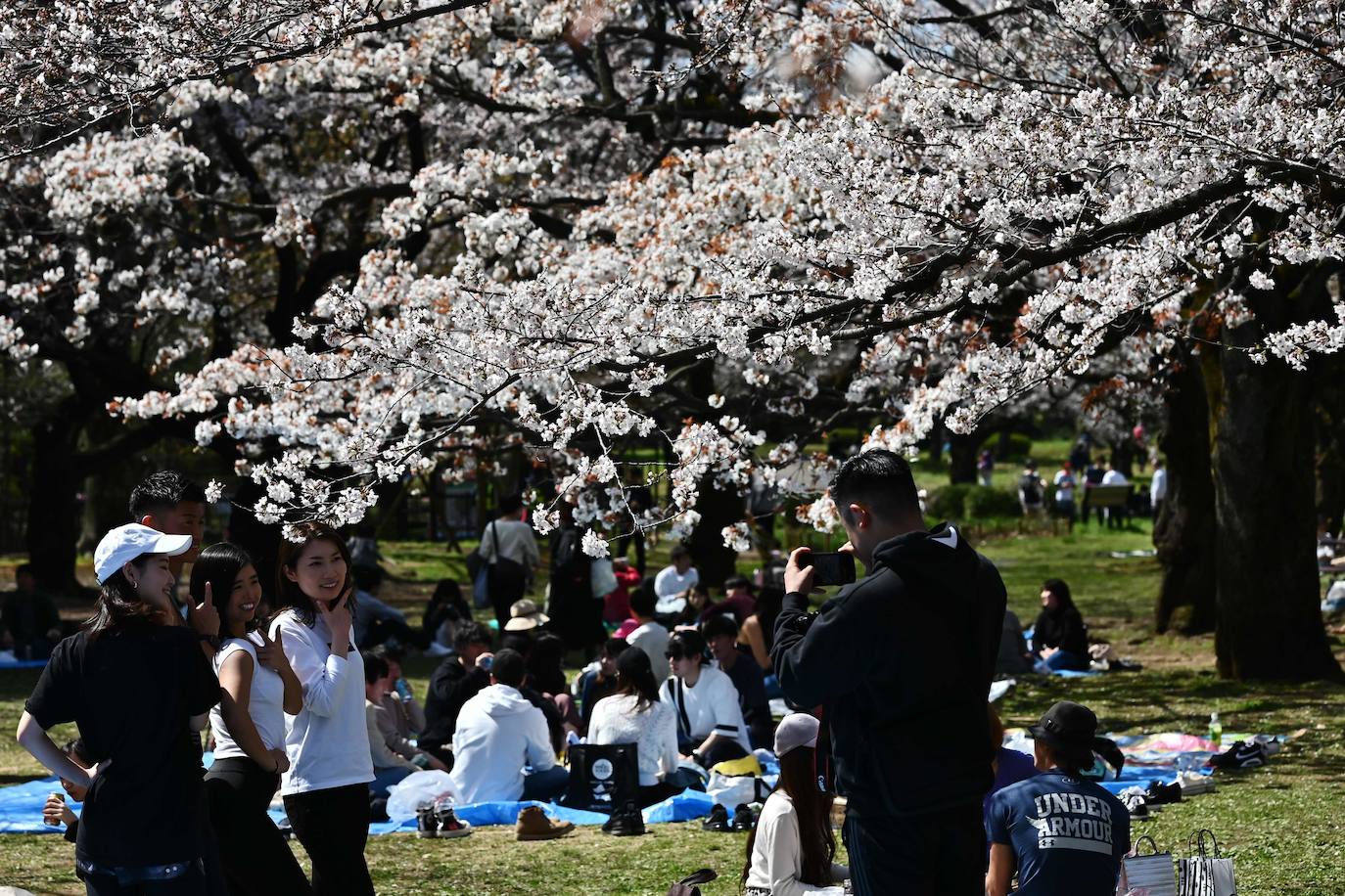 Japón, Alemania, Suecia y Estados Unidos, entre otros lugares del mundo, disfrutan ya de este maravilloso espectáculo natural que se da entre finales de marzo y principios de abril.