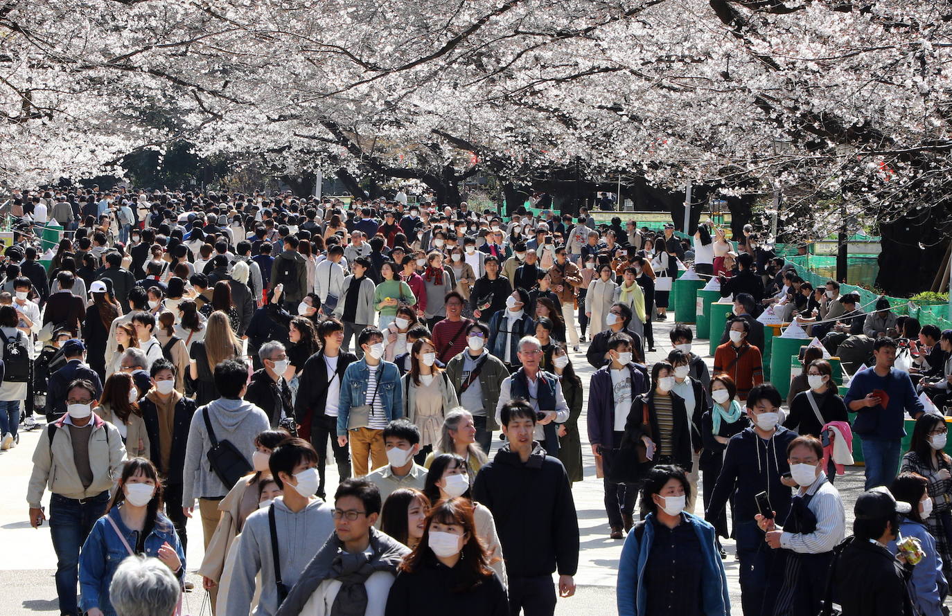 Japón, Alemania, Suecia y Estados Unidos, entre otros lugares del mundo, disfrutan ya de este maravilloso espectáculo natural que se da entre finales de marzo y principios de abril.