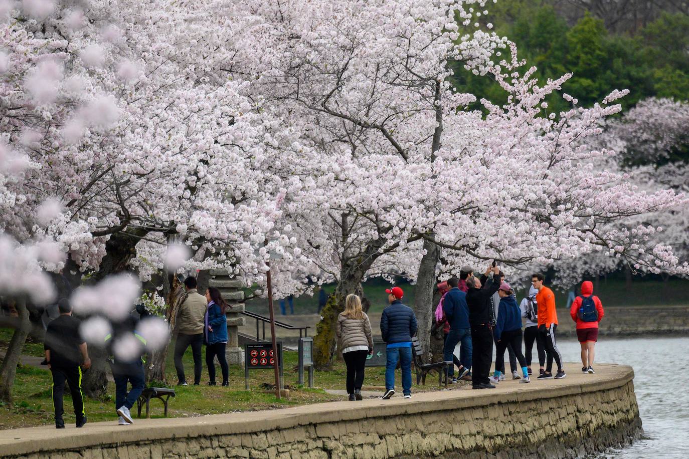 Japón, Alemania, Suecia y Estados Unidos, entre otros lugares del mundo, disfrutan ya de este maravilloso espectáculo natural que se da entre finales de marzo y principios de abril.