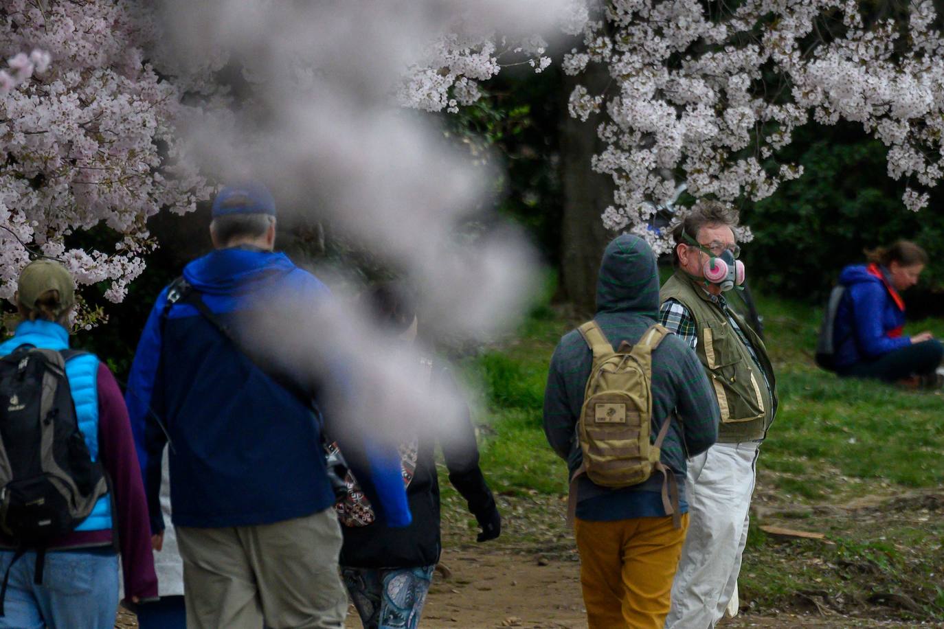 Japón, Alemania, Suecia y Estados Unidos, entre otros lugares del mundo, disfrutan ya de este maravilloso espectáculo natural que se da entre finales de marzo y principios de abril.