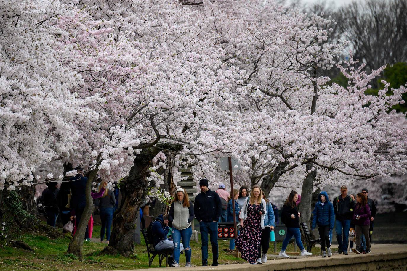 Japón, Alemania, Suecia y Estados Unidos, entre otros lugares del mundo, disfrutan ya de este maravilloso espectáculo natural que se da entre finales de marzo y principios de abril.