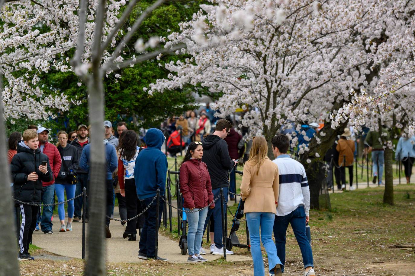 Japón, Alemania, Suecia y Estados Unidos, entre otros lugares del mundo, disfrutan ya de este maravilloso espectáculo natural que se da entre finales de marzo y principios de abril.