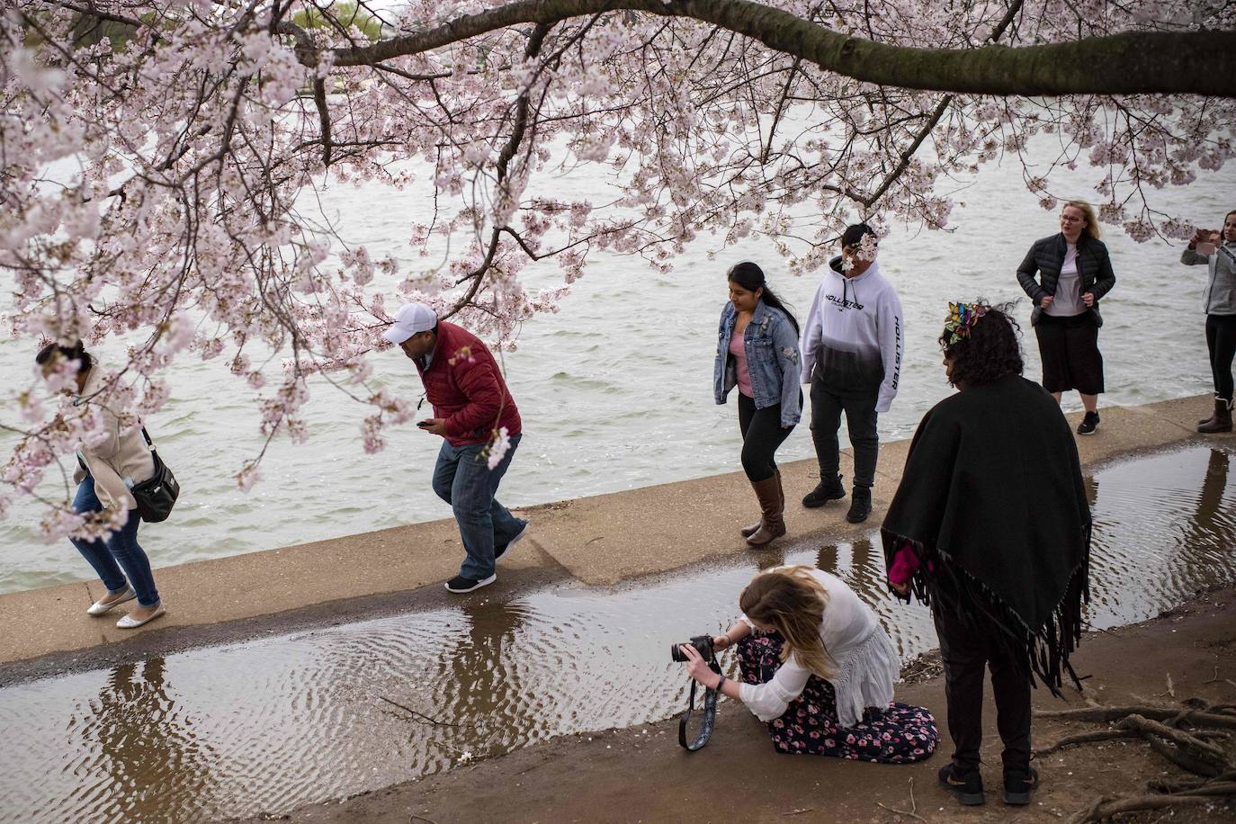 Japón, Alemania, Suecia y Estados Unidos, entre otros lugares del mundo, disfrutan ya de este maravilloso espectáculo natural que se da entre finales de marzo y principios de abril.