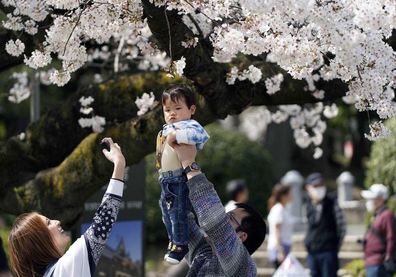 Japón, Alemania, Suecia y Estados Unidos, entre otros lugares del mundo, disfrutan ya de este maravilloso espectáculo natural que se da entre finales de marzo y principios de abril.