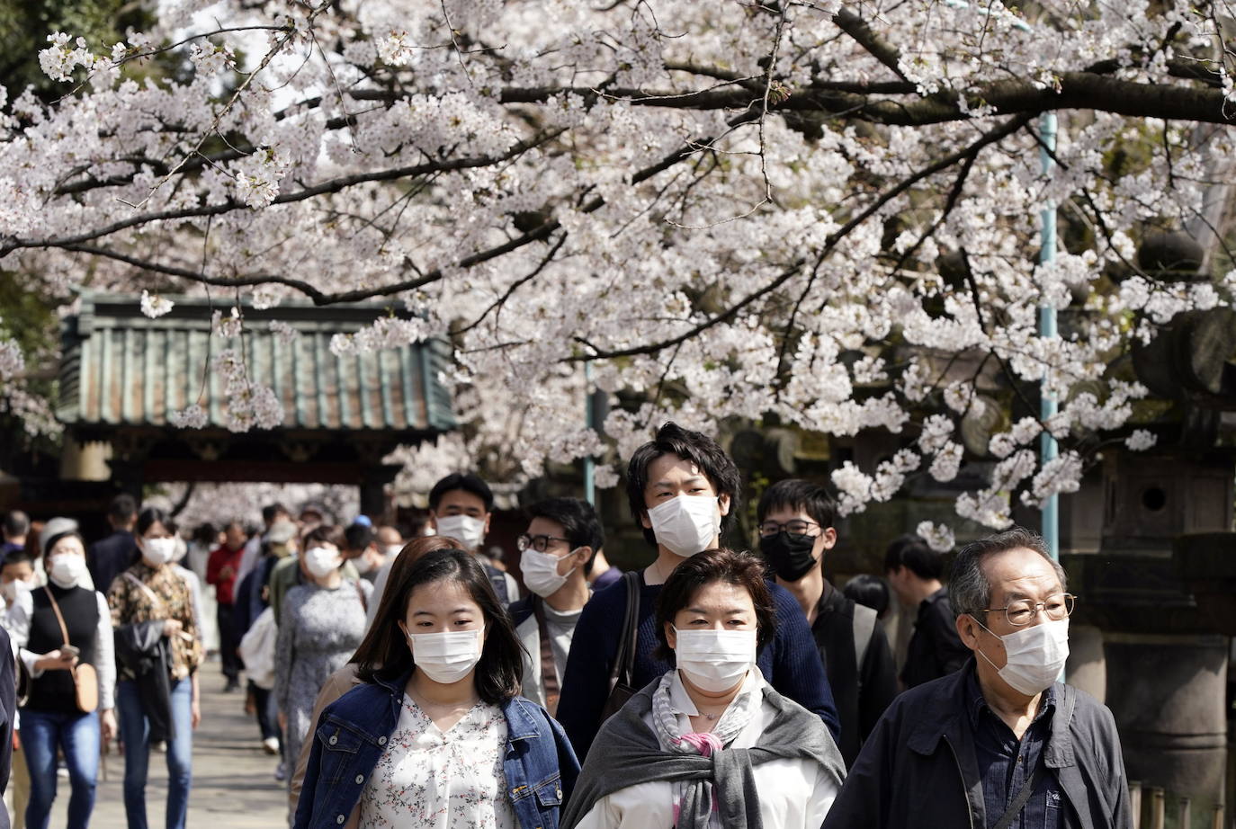 Japón, Alemania, Suecia y Estados Unidos, entre otros lugares del mundo, disfrutan ya de este maravilloso espectáculo natural que se da entre finales de marzo y principios de abril.