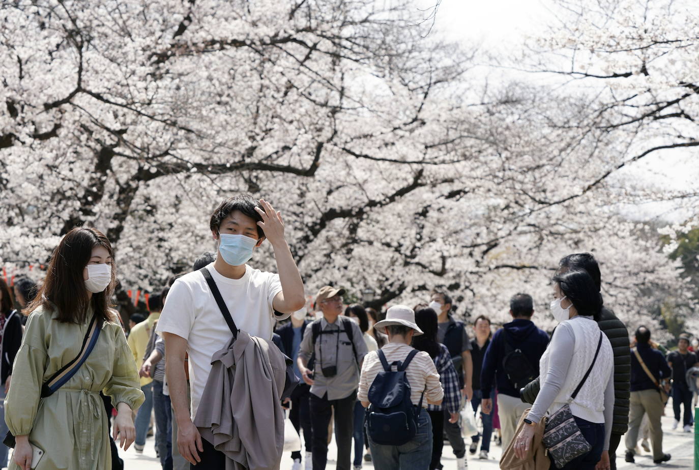 Japón, Alemania, Suecia y Estados Unidos, entre otros lugares del mundo, disfrutan ya de este maravilloso espectáculo natural que se da entre finales de marzo y principios de abril.