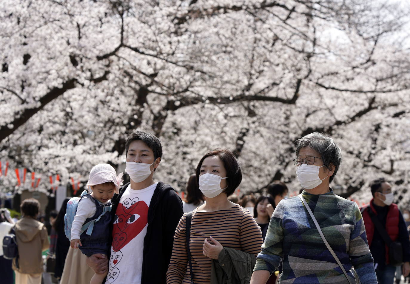 Japón, Alemania, Suecia y Estados Unidos, entre otros lugares del mundo, disfrutan ya de este maravilloso espectáculo natural que se da entre finales de marzo y principios de abril.