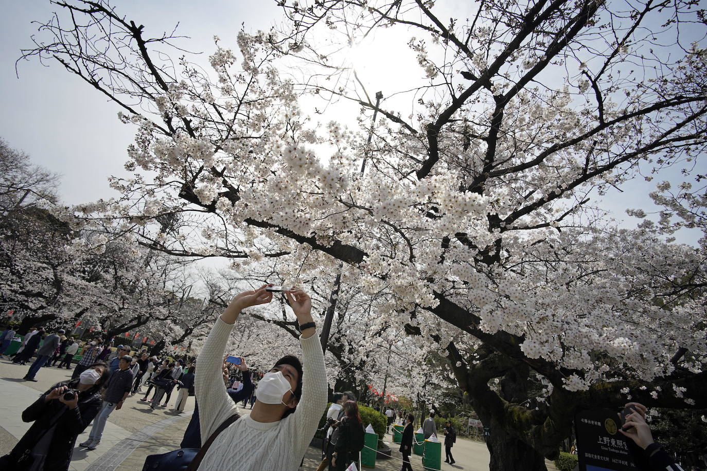 Japón, Alemania, Suecia y Estados Unidos, entre otros lugares del mundo, disfrutan ya de este maravilloso espectáculo natural que se da entre finales de marzo y principios de abril.