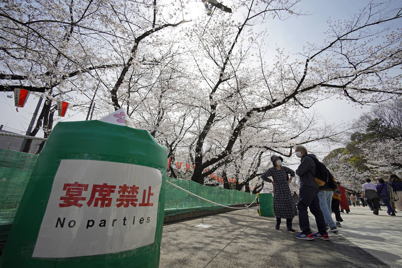 Japón, Alemania, Suecia y Estados Unidos, entre otros lugares del mundo, disfrutan ya de este maravilloso espectáculo natural que se da entre finales de marzo y principios de abril.