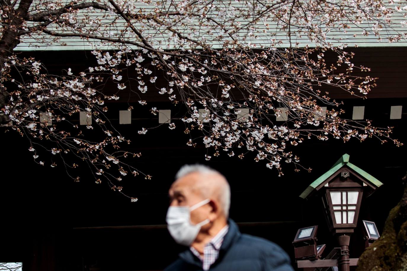 Japón, Alemania, Suecia y Estados Unidos, entre otros lugares del mundo, disfrutan ya de este maravilloso espectáculo natural que se da entre finales de marzo y principios de abril.