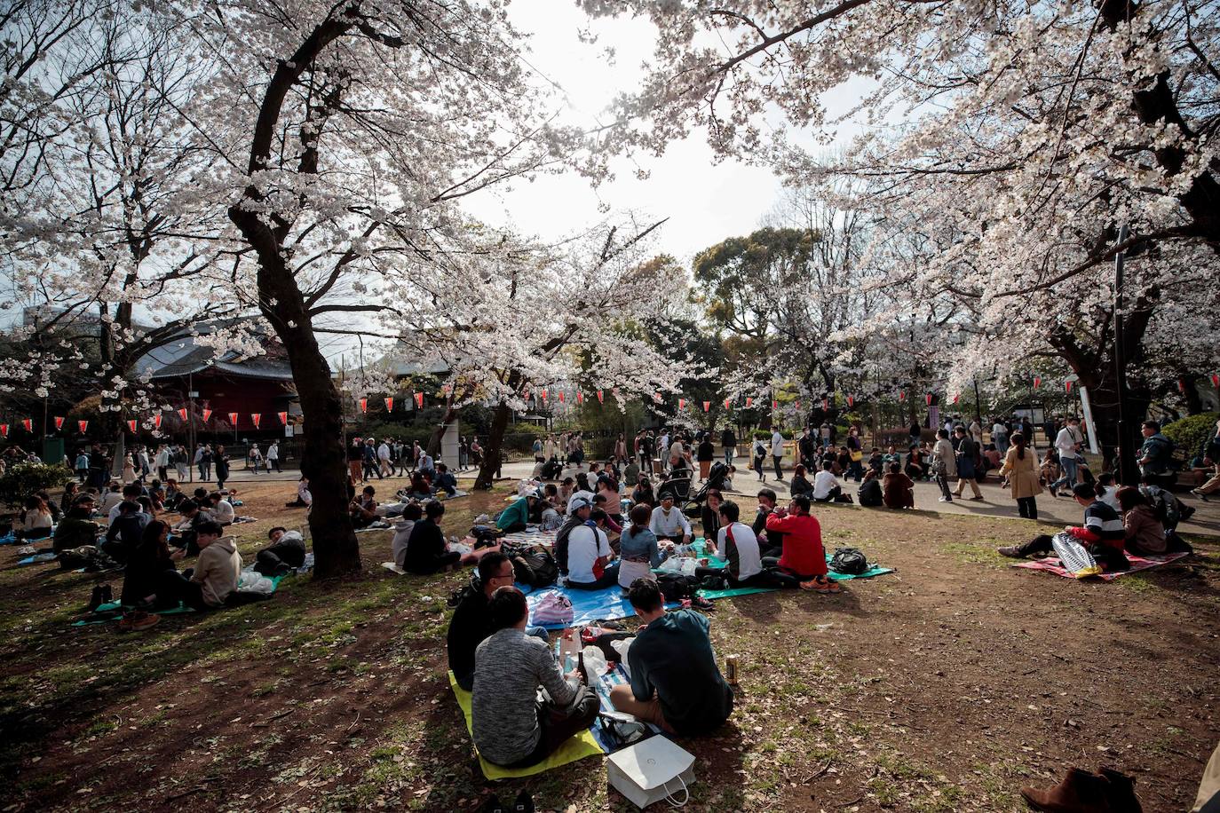 Japón, Alemania, Suecia y Estados Unidos, entre otros lugares del mundo, disfrutan ya de este maravilloso espectáculo natural que se da entre finales de marzo y principios de abril.