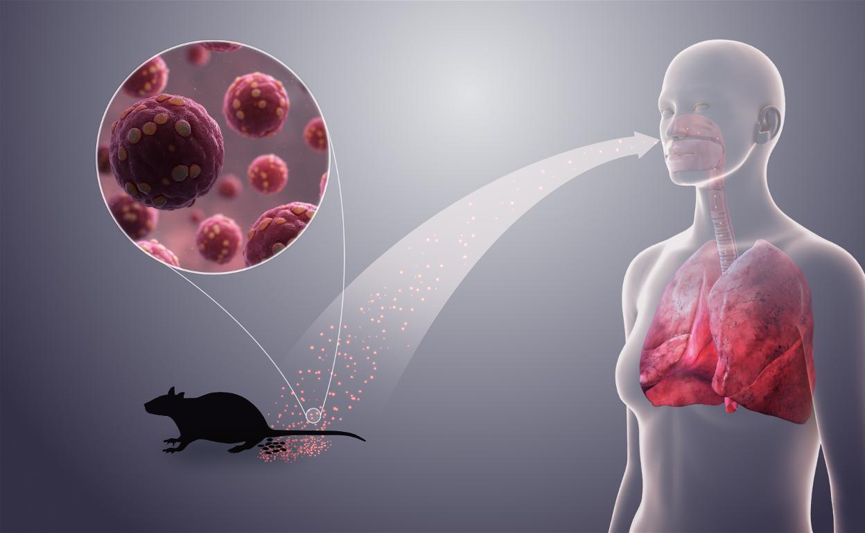Diagrama de la transmisión del hantavirus.