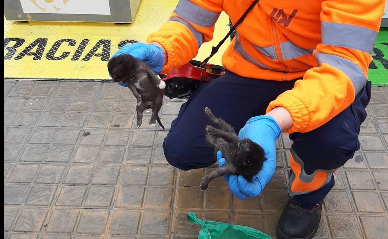 Dos de los gatitos que estaban dentro de una bolsa. 