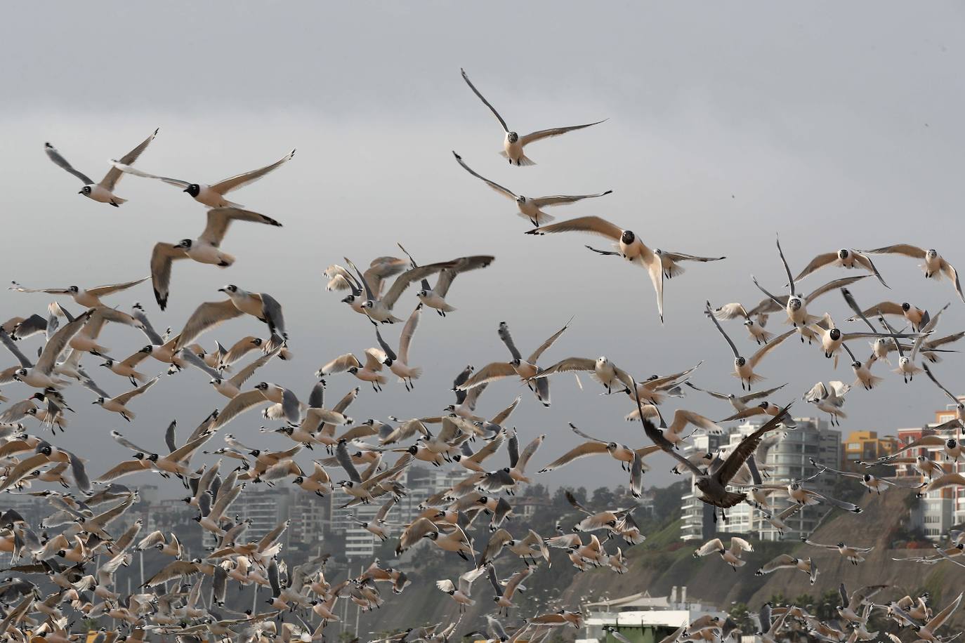 Gaviotas, cormoranes, pelícanos y piqueros, entre otras aves, han reconquistado las playas de Lima.