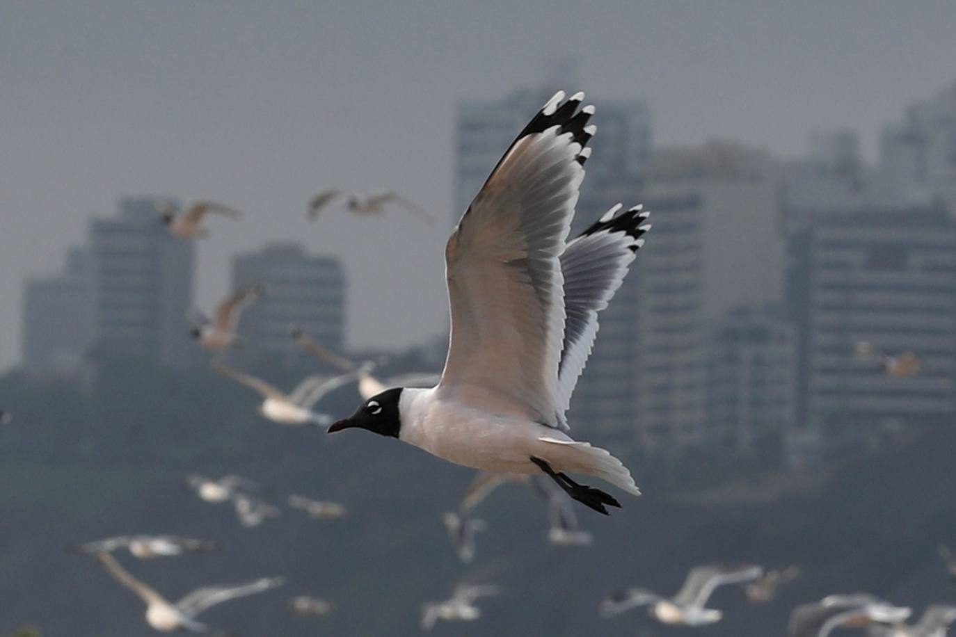 Gaviotas, cormoranes, pelícanos y piqueros, entre otras aves, han reconquistado las playas de Lima.