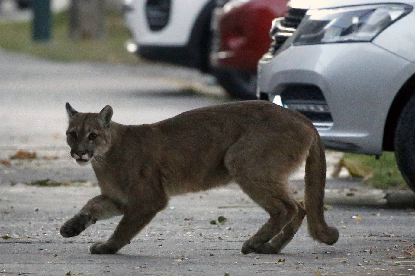 Un puma baja a la ciudad de Santiago de Chile aprovechando el confinamiento de la población.