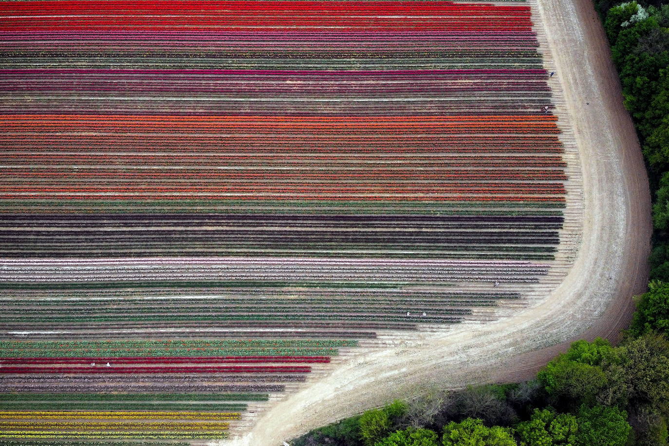 Grevenbroich, en Alemania, cuenta con 100 hectáreas donde reina el color. La primavera ha dejado una larga extensión de formas y tonalidades de todo tipo que se convierten anualmente en un reclamo para amantes de la fotografía y turistas. El colorido jardín es uno de los jardines naturales más grandes del mundo y sus flores configuran paisajes así de espectaculares.