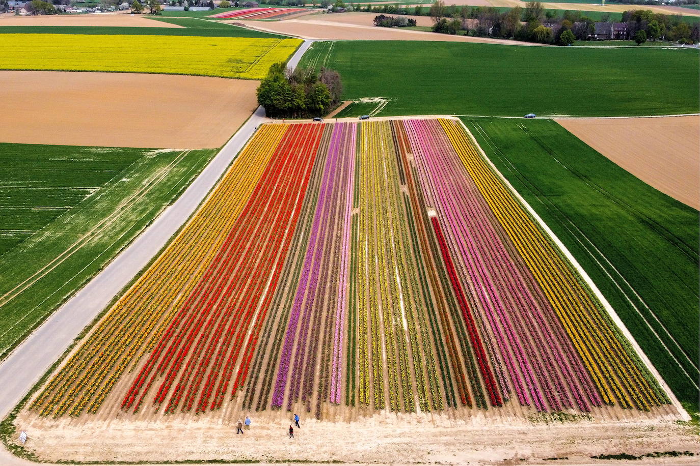 Grevenbroich, en Alemania, cuenta con 100 hectáreas donde reina el color. La primavera ha dejado una larga extensión de formas y tonalidades de todo tipo que se convierten anualmente en un reclamo para amantes de la fotografía y turistas. El colorido jardín es uno de los jardines naturales más grandes del mundo y sus flores configuran paisajes así de espectaculares.