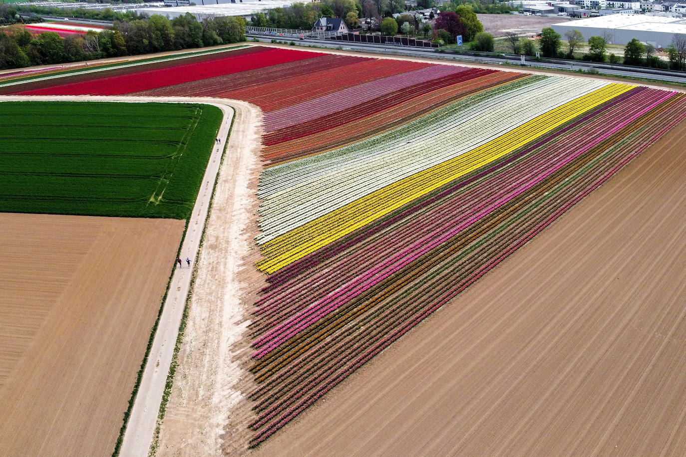 Grevenbroich, en Alemania, cuenta con 100 hectáreas donde reina el color. La primavera ha dejado una larga extensión de formas y tonalidades de todo tipo que se convierten anualmente en un reclamo para amantes de la fotografía y turistas. El colorido jardín es uno de los jardines naturales más grandes del mundo y sus flores configuran paisajes así de espectaculares.