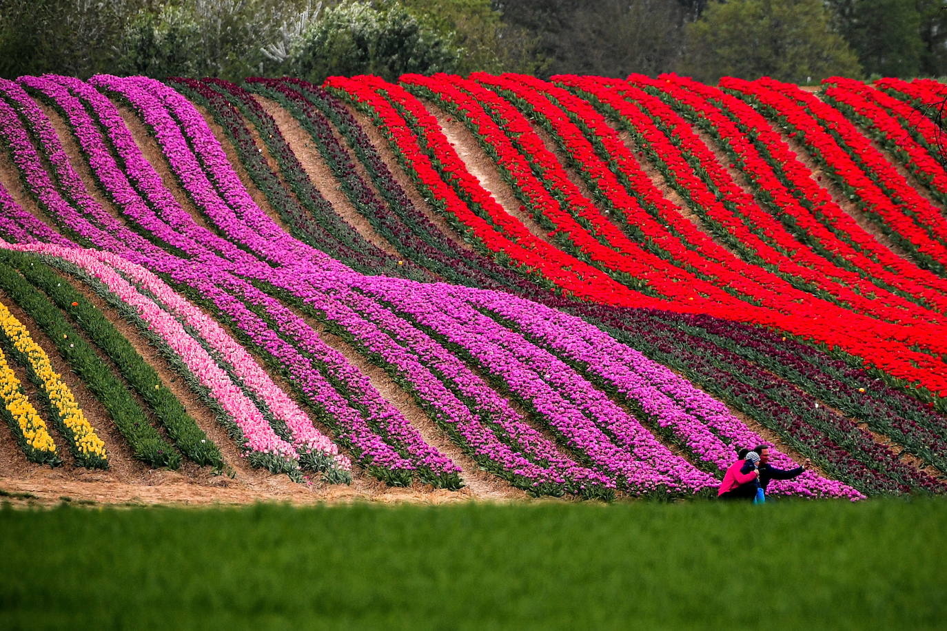 Grevenbroich, en Alemania, cuenta con 100 hectáreas donde reina el color. La primavera ha dejado una larga extensión de formas y tonalidades de todo tipo que se convierten anualmente en un reclamo para amantes de la fotografía y turistas. El colorido lugar es uno de los jardines naturales más grandes del mundo y sus flores configuran paisajes así de espectaculares.