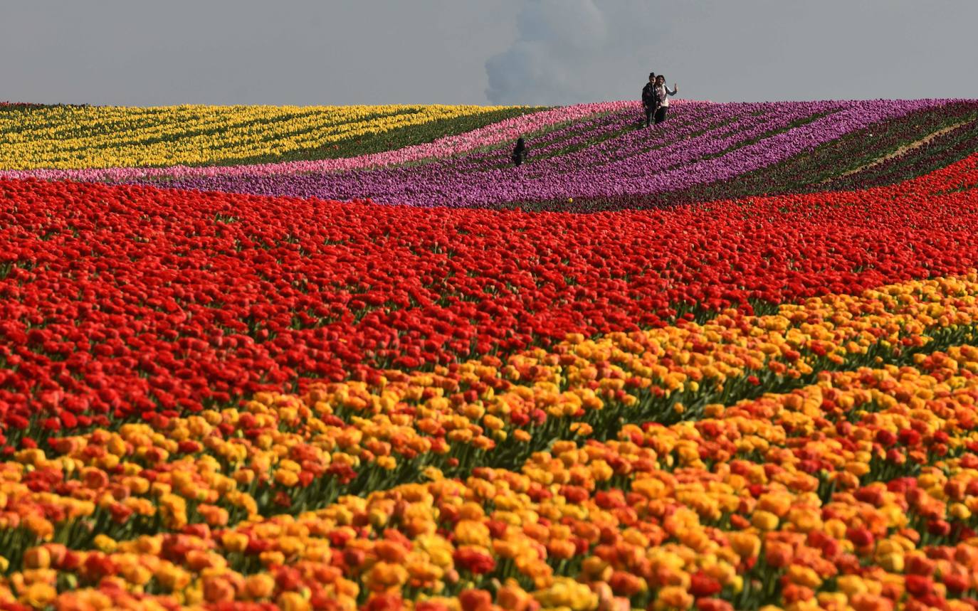 Grevenbroich, en Alemania, cuenta con 100 hectáreas donde reina el color. La primavera ha dejado una larga extensión de formas y tonalidades de todo tipo que se convierten anualmente en un reclamo para amantes de la fotografía y turistas. El colorido lugar es uno de los jardines naturales más grandes del mundo y sus flores configuran paisajes así de espectaculares.